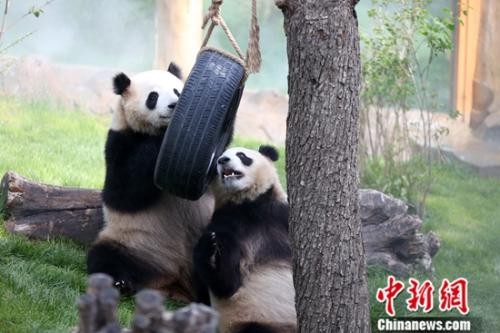 ▲▼青藏高原首個大熊貓館16日在青海西寧開館。（圖／翻攝中新社）