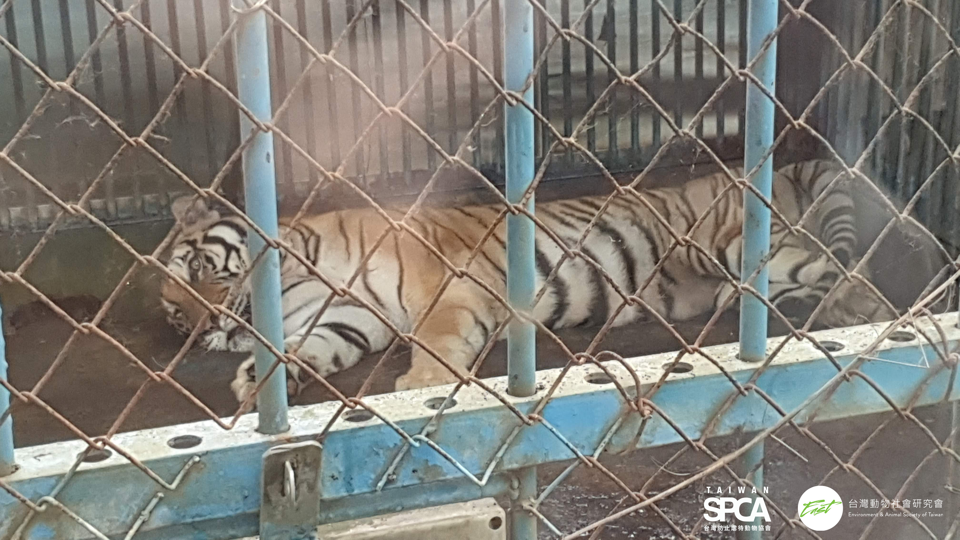 ▲▼             。（圖／台灣防止虐待動物協會提供）