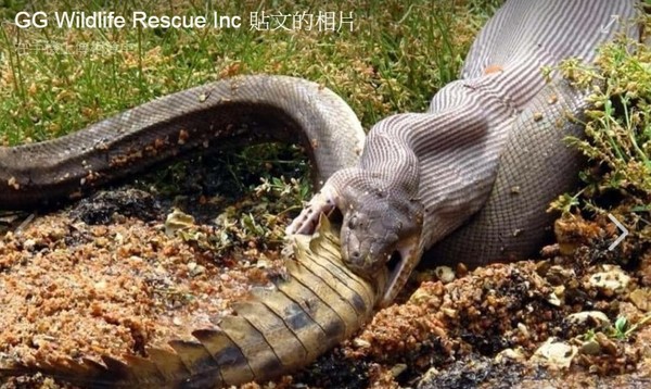 橄欖蟒戰淡水鱷「血盆大嘴無限擴大」　他驚恐拍下生吞過程。（圖／翻攝自Facebook／GG Wildlife Rescue Inc）