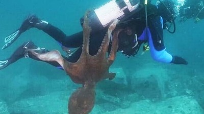 深海八爪魚「獵殺潛水員」！體長2公尺死咬不放　想把人拖進巢穴吃掉