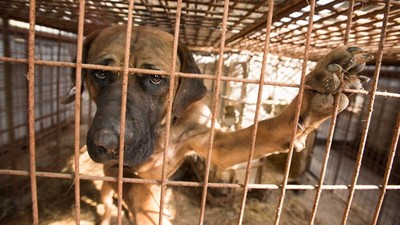 搶在開吃前救下62隻狗！「玉林狗肉節」又登場　籠中驚見戴項圈寵物犬