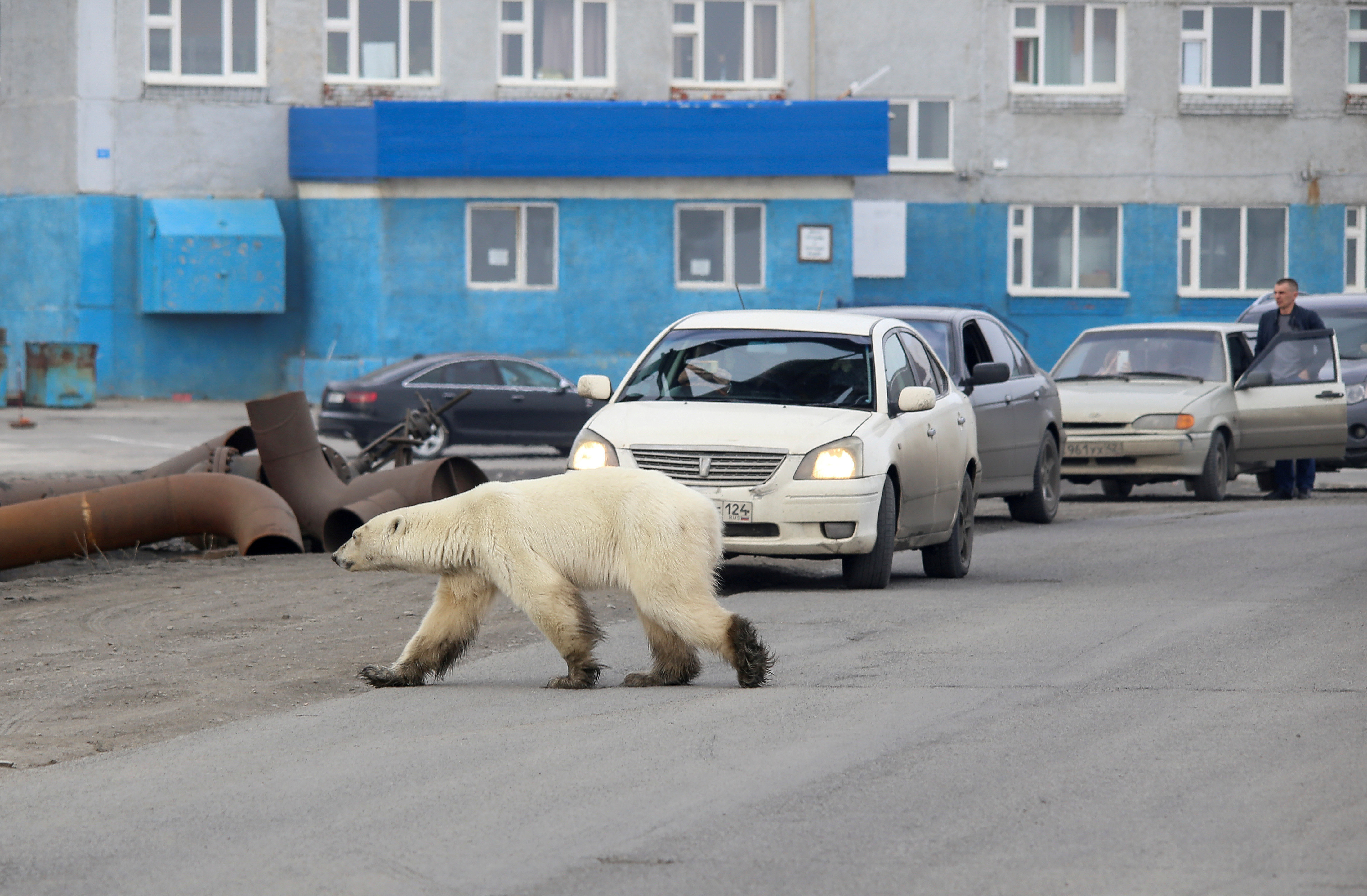 ▲▼北極熊跑到俄羅斯工業城市。（圖／路透社）