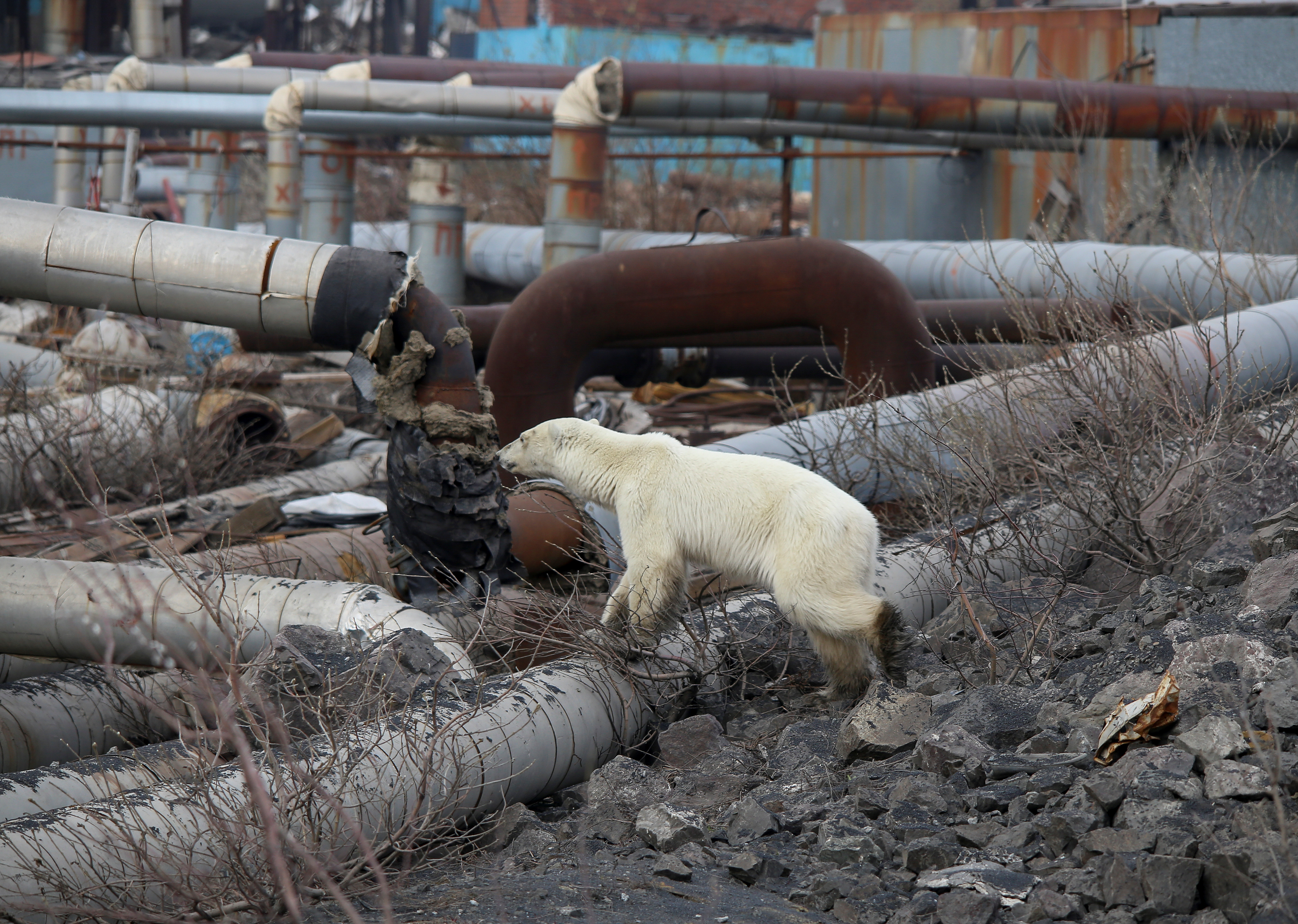▲▼北極熊跑到俄羅斯工業城市。（圖／路透社）