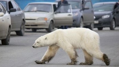 車陣中驚見瘦弱白影！北極熊找食物「盲游1500公里」不顧危險到處嗅聞