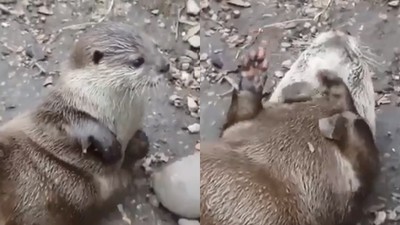 眾所皆知的戀石癖！水獺丟石頭雜技一流　被動物外表耽誤的賣藝家