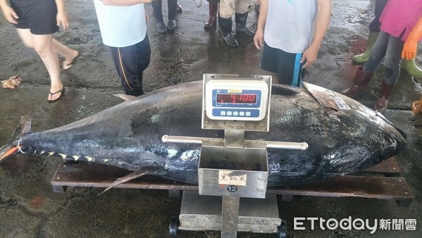 ▲屏東縣東港區魚市場19日拍賣黑鮪魚，重達410公斤。（圖／記者陳崑福翻攝）
