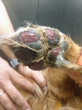 狗狗肉墊燙傷。（圖／翻攝自Medical Lake Veterinary Hospital）