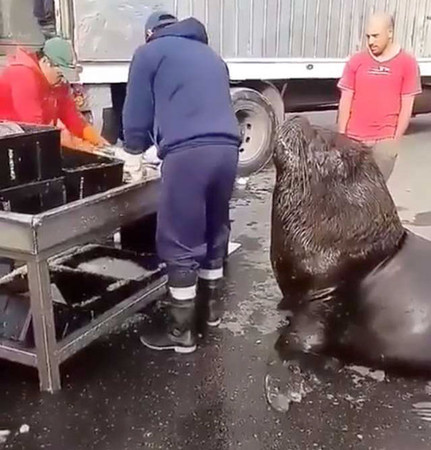 巨大南海獅闖魚市等魚吃（圖／翻攝自YouTube）