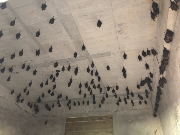 300隻蝙蝠出沒，遵守3不1要政策。（圖／新北市動保處提供）