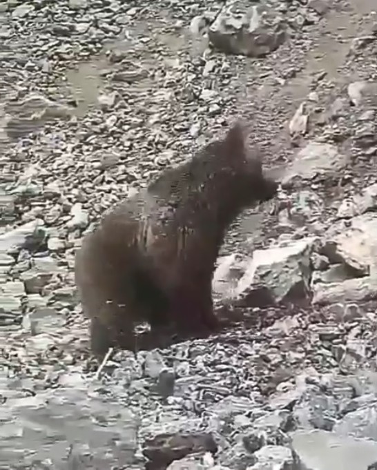 ▲▼伊朗村民用石頭活活打死小熊。（圖／翻攝自Instagram/soheiloladzad）