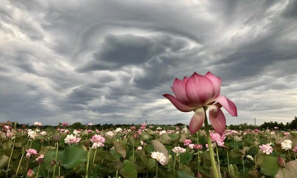 ▲ 北海岸驚見莢狀雲...民眾驚呼「外星人降臨」？ 雲朵好像沾了墨水。（圖／讀者賴建興授權提供）