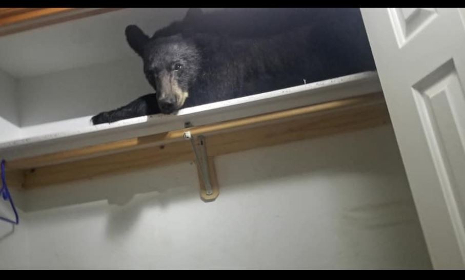 ▲▼ 「大黑熊」趴在洗衣房內的衣櫃上。（圖／翻攝自Facebook／Missoula County Sheriff`s Office）