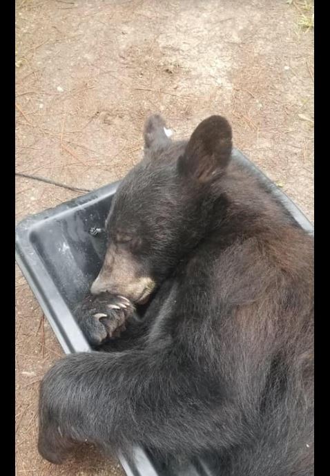 ▲▼「大黑熊」最後被麻醉帶走。（圖／翻攝自Facebook／Missoula County Sheriff`s Office）