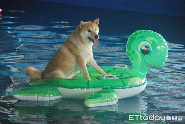 ▲狗狗平時酷愛玩水，有固定喜歡的泳池。