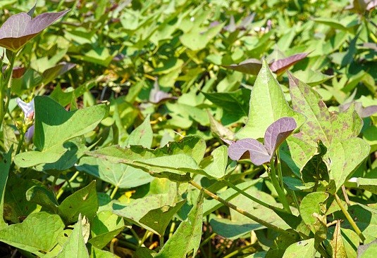 ▲▼地瓜葉。(圖/視覺中國CFP)