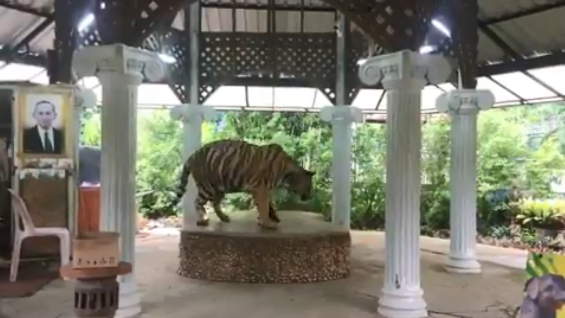 ▲▼泰國動物園老虎一天被綁22小時引眾怒。（圖／翻攝自YouTube／LovePattayaThailand News）