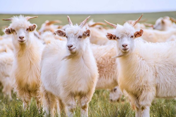 ▲▼內蒙古鄂爾多斯高原生活著阿爾巴斯山羊，每年過冬時自然生長雪白色羊絨，品質排名世界前列。（圖／鄂爾多斯集團提供）