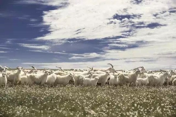 ▲▼內蒙古鄂爾多斯高原生活著阿爾巴斯山羊，每年過冬時自然生長雪白色羊絨，品質排名世界前列。（圖／鄂爾多斯集團提供）