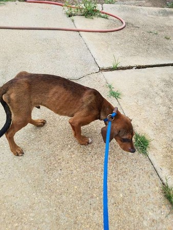 (圖/翻攝自Facebook/Sharon Norton)