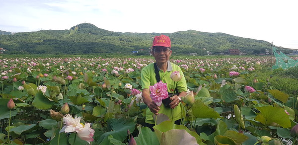 ▲金山清水農地荷花田。（圖／新北市政府提供）