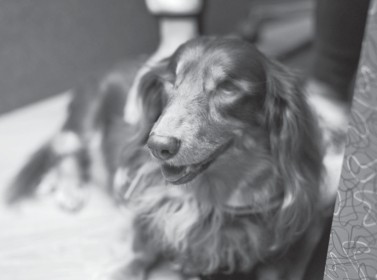 ▲▼ 橡樹林出版社《我很瞎，我是小米酒：台灣第一隻全盲狗醫生的勵志犬生》