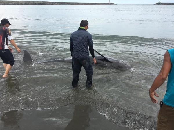▲台南市安平秋茂園海邊傳出鯨豚擱淺，網友發現除協力將鯨豚推入海中外，並將照片PO在網路社群。（圖／翻攝自臉書爆料公社）