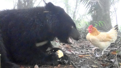 雞「熊」首次同籠！被當獵物趁縫飛走　一個月後出現成最強「奇雞」