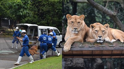 動物園封鎖「獅子脫逃大演習」　工讀生中槍趴倒　一旁真獅冷眼哼氣