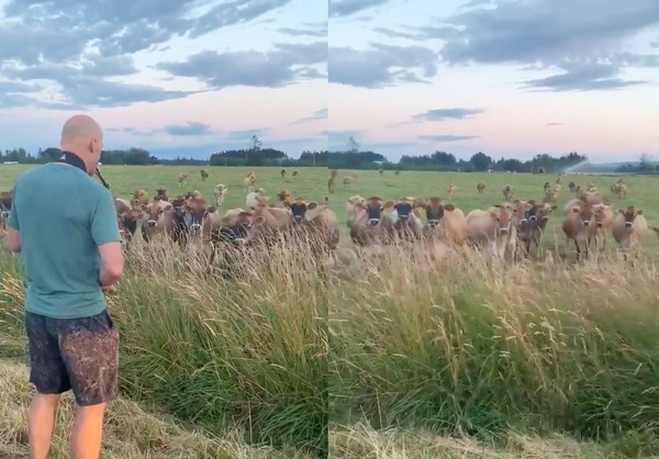 ▲▼美國奧勒岡州一名父親赫爾曼（Rick Herrmann）練習薩克斯風7個月，驗收成果給牛群聽。（圖／翻攝自推特／Erin Herrmann）