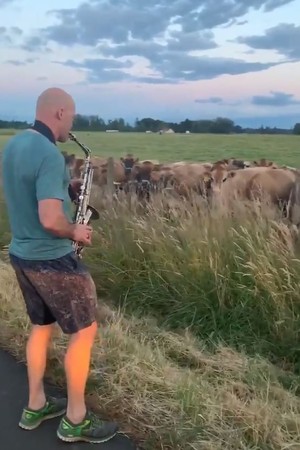 ▲▼美國奧勒岡州一名父親赫爾曼（Rick Herrmann）練習薩克斯風7個月，驗收成果給牛群聽。（圖／翻攝自推特／Erin Herrmann）