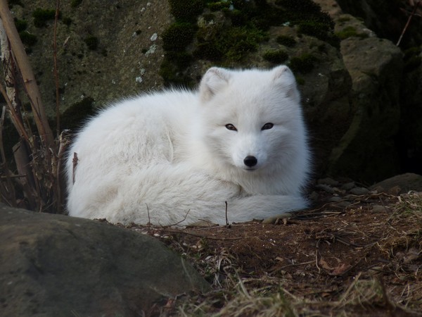 ▲▼北極狐76天穿越3506公里。（圖／取自免費圖庫pixabay）