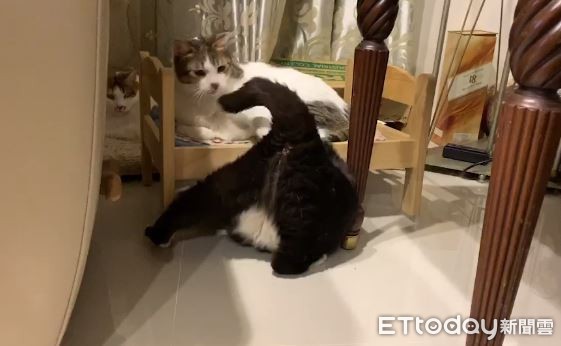 ▲7kg胖賓士硬鑽床底屁股卡住 彈出來變「一顆巨球」引爆魔性笑聲。(圖/網友Mei Hua Chen提供)