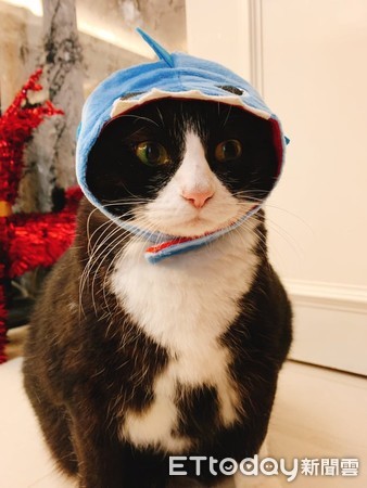 ▲7kg胖賓士硬鑽床底屁股卡住 彈出來變「一顆巨球」引爆魔性笑聲。(圖/網友Mei Hua Chen提供)