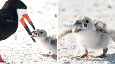 吃下去必死無疑！母鳥「餵幼鳥吃菸蒂」　攝影師嘆：拍了很多張類似的