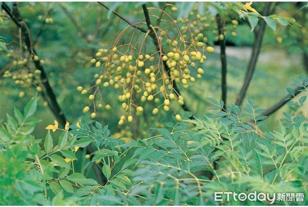 ▲苦楝。(圖/台北榮總毒物中心提供)