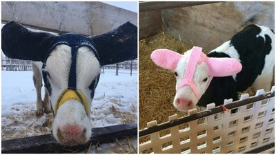 太冷會凍傷！飼主替小牛「戴耳罩」保暖　粉紅耳朵萌萌噠