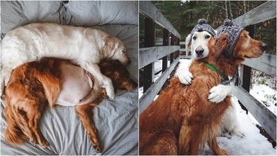 黃金獵犬兄弟倆愛抱抱　哥哥骨癌截肢　金毛弟暖心伸手每晚相擁入眠