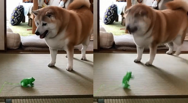 ▲▼來PK啊!胖柴露牙「百寶袋狂晃」 網歪樓:眼睛離不開胸部。(圖/翻攝自Instagram:kou.eri.aya)