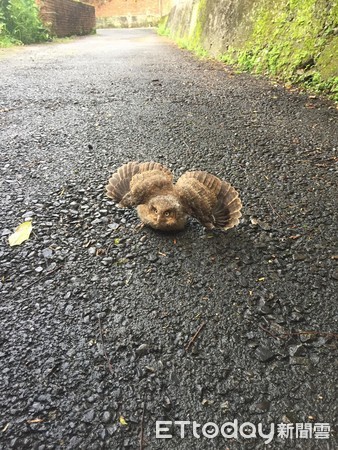 樹上掉2片貝殼,網見本尊萌翻!(圖/網友彭欣婷提供,請勿隨意翻拍,以免侵權。)