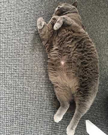 ▲▼ 貓咪減肥做「仰臥起坐」。（圖／翻攝自Instagram@fannyforceps）
