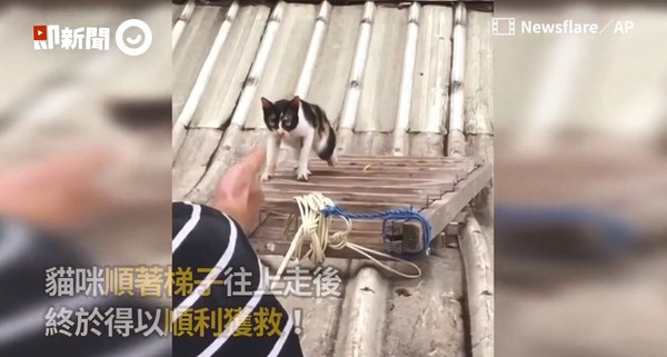 ▲熱心男子搬梯子搶救屋頂貓。（圖／Newsflare／AP）