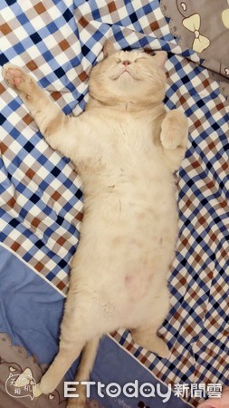 老爺喵猛舔肉球,陶醉臉奴才暴動。(圖/飼主民芳提供,請勿隨意翻拍,以免侵權。)