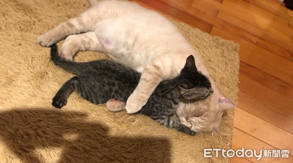 老爺喵猛舔肉球,陶醉臉奴才暴動。(圖/飼主民芳提供,請勿隨意翻拍,以免侵權。)