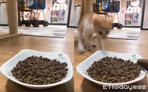 ▲橘貓聽到「叩叩叩敲碗」秒甩尾現身 網笑:果然跑第一。(圖/有點毛毛的/飼主陳品諭)