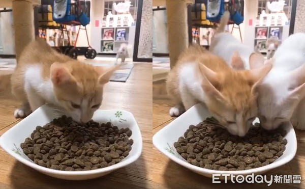 ▲橘貓聽到「叩叩叩敲碗」秒甩尾現身 網笑:果然跑第一。(圖/有點毛毛的/飼主陳品諭)