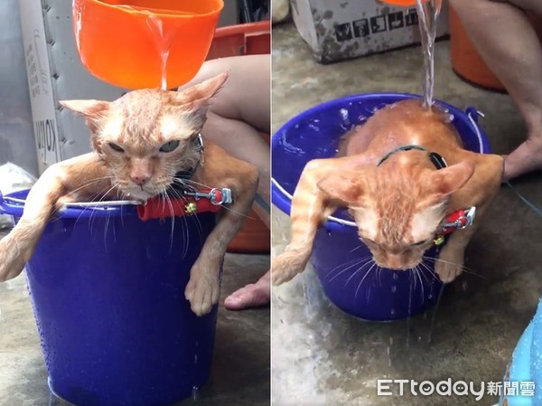 ▲橘貓一大早就被抓去洗露天浴。（圖／有點毛毛的／網友Amber Tai提供，請勿隨意翻拍，以免侵權。）