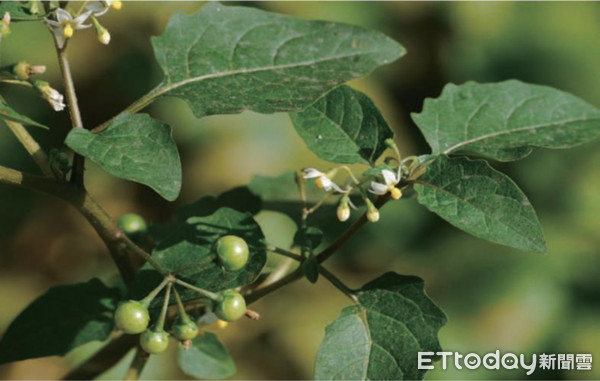 ▲台灣有毒植物赤道櫻草,龍葵。(圖/食藥署提供)