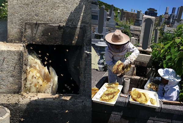 ▲▼日本永明寺住持松崎智海PO文，墳墓裡面有日本原生種蜜蜂的白色蜂巢。（圖／翻攝自推特／@matsuzakichikai）