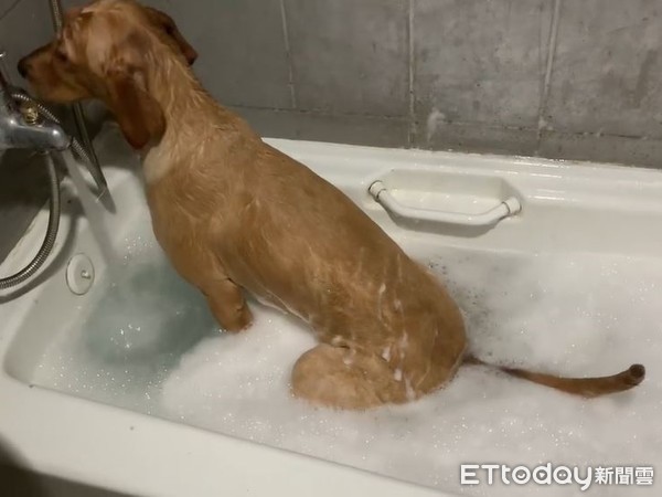 ▲黃金獵犬「地瓜」在浴缸裡尿尿。（圖／有點毛毛的／網友方品淳授權提供）