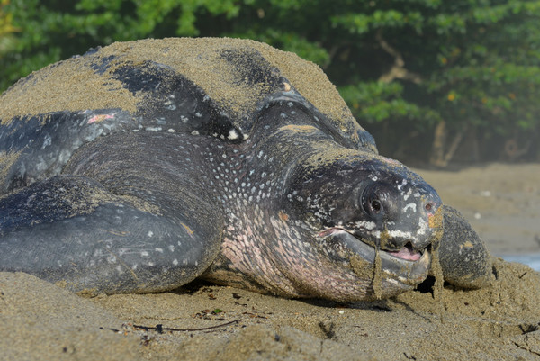 ▲▼棱皮龜（Leatherback turtle）。（圖／達志影像／美聯社）